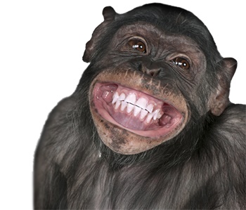Способность смеяться дана не только приматам Хомо Сапиенс