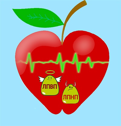 Яблоки полезны в борьбе с холестерином крови
